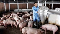 Giá thức ăn chăn nuôi tăng cao: Nông dân lỗ nặng