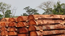 Loại bỏ ngay rủi ro từ gỗ nhiệt đới nhập khẩu