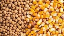 TT ngũ cốc thế giới ngày 10/05/2021: Giá ngô giảm sau hơn 1 tuần tăng giá