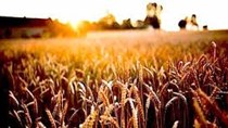 Dự báo vụ mùa ngô thứ hai của Brazil bị cắt giảm do hạn hán