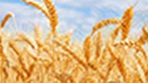 EU: Xuất khẩu lúa mì mềm niên vụ 2020/21 đạt 22,84 triệu tấn