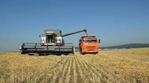 Pháp: diện tích trồng ngô giảm 10% do gieo hạt vụ xuân giảm