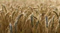 Giá lúa mì xuất khẩu của Nga tăng