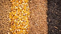 TT ngũ cốc thế giới ngày 12/05/2021: Giá đậu tương đạt mức cao nhất 9 năm