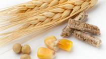 Bộ Nông nghiệp Mỹ dự báo: Ngô, đậu tương Mỹ được mùa kép