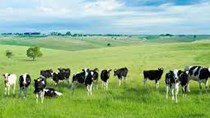 Argentina: Các nhóm trang trại tăng cường biện pháp phản đối lệnh cấm xuất khẩu thịt bò