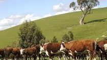 Giá thịt bò thế giới bắp kịp giá thịt bò Australia