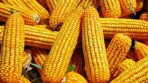 Sức nóng của thị trường ngô chưa dịu đi dù giá vừa giảm mạnh