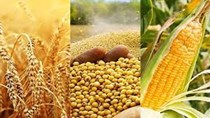 Giá ngũ cốc thế giới hôm nay 2/6/2021: Ngô, đậu tương và lúa mì tiếp tục tăng