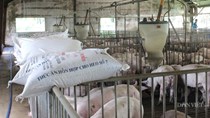 Giá thức ăn chăn nuôi liên tục leo thang, người chăn nuôi dần đuối sức Nguyên Vỹ