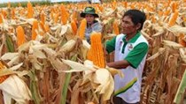 Nhập khẩu ngô đạt trên 1 tỷ USD trong 5 tháng đầu năm 2021