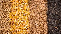 Nhập khẩu ngũ cốc của Trung Quốc bùng nổ trong năm nay