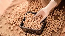 Giá ngũ cốc thế giới ngày 18/6: Giá đậu tương, lúa mì và ngô đều giảm