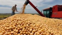 Nhập khẩu đậu tương của Trung Quốc từ Brazil tăng 82%