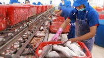 Xuất khẩu cá tra sang EU giảm hơn 26% so với cùng kỳ