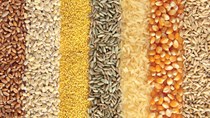 Giá ngũ cốc thế giới hôm nay 22/6: Lúa mì tăng 1% do báo cáo tình trạng cây trồng của USDA