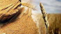 Giá ngũ cốc thế giới ngày 28/6: Đậu tương và ngô tăng trở lại