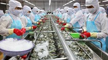 FAO ra báo cáo toàn cảnh thị trường tôm thế giới