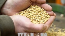 FAO và OECD dự báo giá các mặt hàng lương thực chính sẽ giảm trong thập kỷ tới