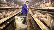 Không tự chủ được về con giống, thức ăn, ngành chăn nuôi khó phát triển bền vững