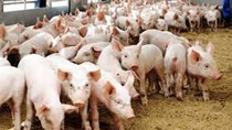 Sản lượng thịt lợn quý II của Trung Quốc tăng lên mức cao nhất trong ít nhất 7 năm