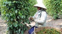 Châu Phi- Thị trường xuất khẩu tiềm năng cho nhiều loại hàng hoá Việt Nam