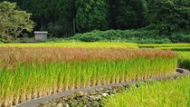 Sản lượng lúa của Nhật Bản có thể lần đầu tiên dưới ngưỡng 7 triệu tấn