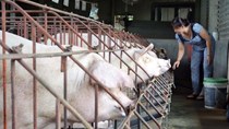 Giá thức ăn chăn nuôi tiếp tục tăng lần thứ 8, có doanh nghiệp tăng tới 9 lần