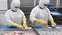 Xuất khẩu thủy sản tháng 7 giảm 4% vì Covid-19