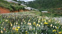 Giải pháp nào “phá băng” cho thị trường hoa Đà Lạt?