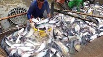 Giá cá tra có thể biến động trong nửa cuối năm do ảnh hưởng bởi dịch COVID-19