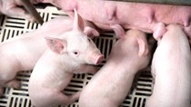 Lợi nhuận của trang trại lớn ra sao khi giá thức ăn chăn nuôi tăng lần thứ 9