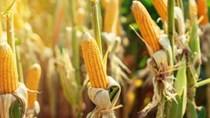 Trung Quốc sẽ gia tăng nhập khẩu ngô sau đợt mưa lũ lịch sử?