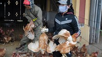 Tết âm lịch 2022 có thể xảy ra khủng hoảng thiếu thực phẩm gia cầm