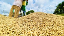Đề xuất tăng thu mua dự trữ, lúa hè thu có giải được điểm nghẽn đầu ra?