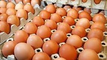 Giá trứng gia cầm sẽ thiết lập mặt bằng mới?