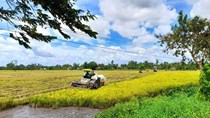 Nông dân gặp khó vì giá lúa giảm, giá phân bón tăng