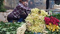 Hơn 100 triệu cành hoa ở Lâm Đồng cần được hỗ trợ tiêu thụ