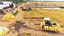 Kiến nghị mở “luồng xanh” cho vận tải đường thủy tiêu thụ lúa gạo ĐBSCL