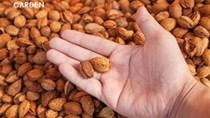 Thủ phủ trồng hạnh nhân thế giới lâm nguy