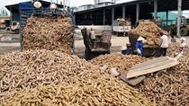 Giá sắn nguyên liệu tại các vùng trồng không có nhiều biến động