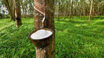 Mỹ tăng gần 82% giá trị nhập khẩu cao su Việt Nam