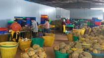 Tây Nguyên tồn đọng cả trăm nghìn tấn sầu riêng