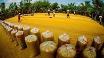 Hàn Quốc mở thầu mua hơn 42.000 tấn gạo