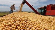 Doanh số bán đậu tương niên vụ 2020/21 của Argentina đạt 28,9 triệu tấn