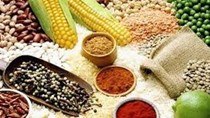 Giá ngũ cốc hôm nay 10/9: Ngô, đậu tương, lúa mì giảm trước báo cáo của USDA
