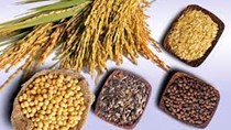 Giá ngũ cốc ngày 13/9: Đậu tương tăng phiên thứ 2 do nhu cầu của Trung Quốc mạnh mẽ 