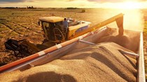 Dự báo thời tiết thuận lợi cho các vụ thu hoạch ngô và đậu tương của Mỹ