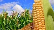  Sản lượng ngô của Argentina cao kỷ lục nhưng diện tích trồng đậu tương giảm