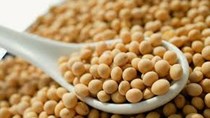 Doanh số bán đậu tương niên vụ 2020/21 của Argentina đạt 30,5 triệu tấn